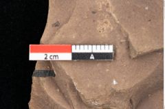 Foto (Detailsansicht) von Quercus palaeoilex Ettingshausen (NHMW-GEO-2024-0188-0831)